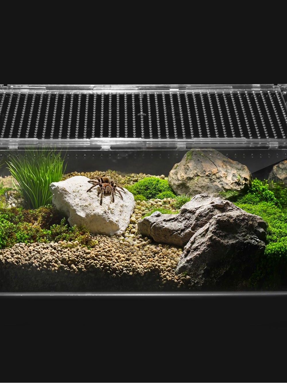 Clear Reptile Terrarium with Ventilated Lid - Black